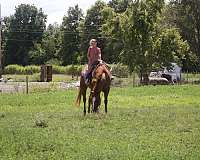 beginner-quarter-horse