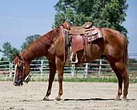 beginner-safe-quarter-horse
