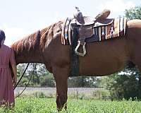 all-around-quarter-horse