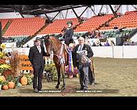 all-around-friesian-horse