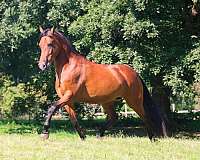 bay-lo-horse