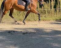 breeding-friesian-horse