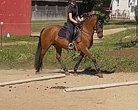 champion-friesian-horse