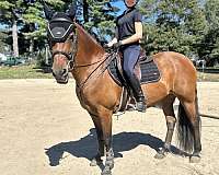 beginner-friesian-horse