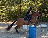 drill-team-friesian-horse