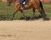 dressage-friesian-horse