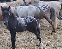 extended-blanket-appaloosa