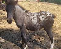 breeding-miniature-horse