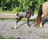 extended-blanket-appaloosa-horse
