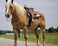 acre-haflinger-horse