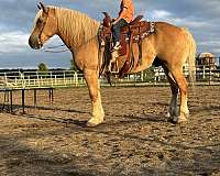 bid-haflinger-horse