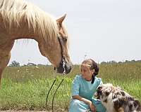 camping-haflinger-horse