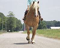 county-haflinger-horse