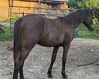missouri-foxtrotters-horse