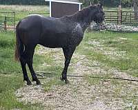 missouri-foxtrotters-gelding