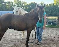 buckskin-missouri-fox-trotter-horse