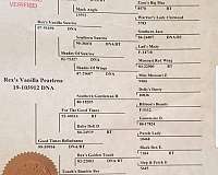 gelding-missouri-fox-trotter-horse