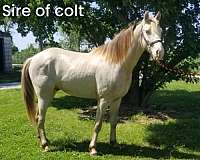 athletic-missouri-fox-trotter-horse