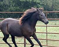 gaited-missouri-fox-trotter-horse