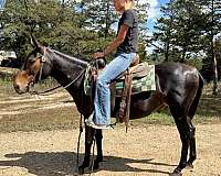Well Broke to Ride John Mule - We Call Him 