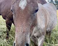 companion-filly-foal