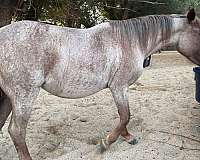 red-roan-star-horse