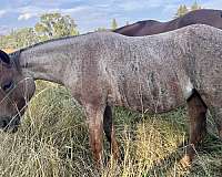 star-horse