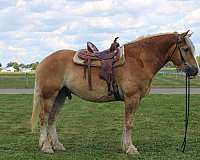 chestnut-white-strip-horse