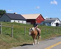 all-around-draft-horse