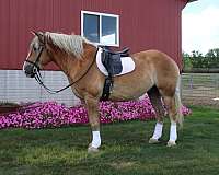 athletic-draft-horse
