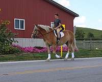 driving-draft-horse