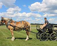 flashy-draft-horse