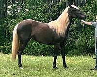 chocolate-one-white-foot-horse