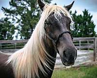 one-white-foot-horse