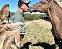 rocky-mountain-horse