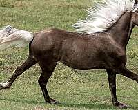 chocolate-primitive-leg-markings-horse
