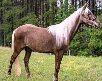 flashy-gelding-rocky-mountain-horse