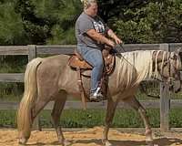 grandson-rocky-mountain-horse