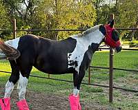 experienced-performance-filly-yearling