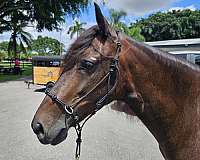 advanced-paso-fino-horse