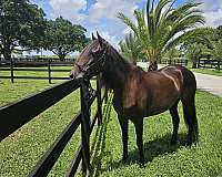 appointment-paso-fino-horse