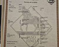 by-appointment-only-paso-fino-horse