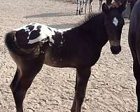 blue-roan-aphc-colt