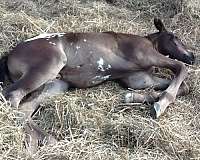 white-aphc-colt