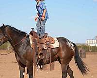 barrel-poa-pony
