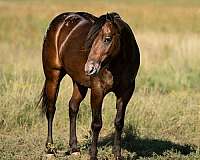 barrel-racing-poa-pony