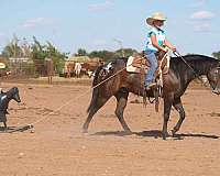 beginner-poa-pony