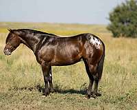 parade-poa-pony