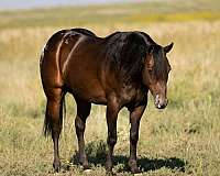 pole-poa-pony
