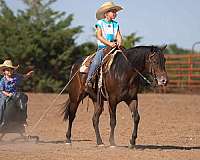 rodeo-poa-pony